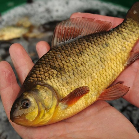 Карась золотой Carassius Carassius