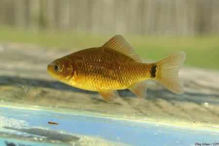 Золотой карась
