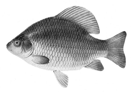 Рыбка Карасик