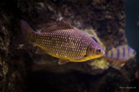 Карась золотой Carassius Carassius