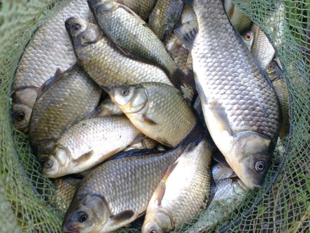 Карась Речной