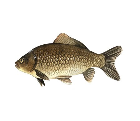 Краснухоустойчивый Карп