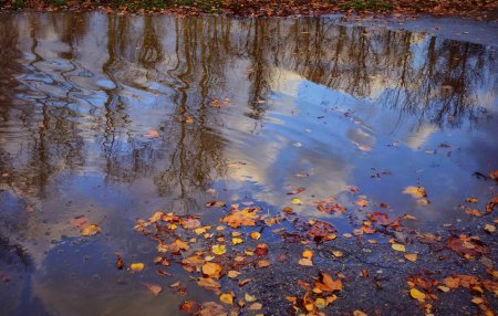 Осенние лужи