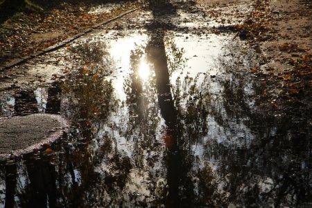 Отражения деревьев в лужах