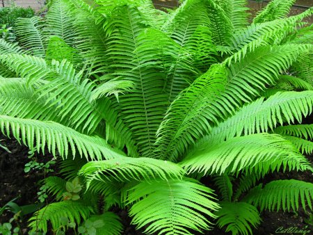 Папоротниковидные Щитовник