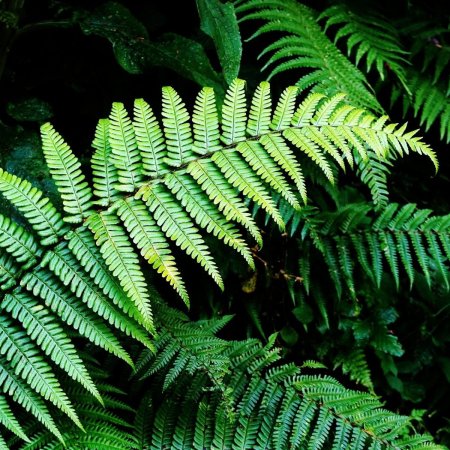 Фернс папоротник