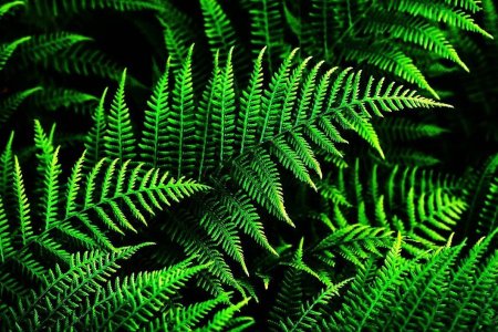 Гигрофит папоротник