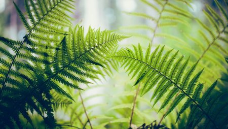 Папоротник Паршеман