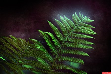 Папоротниковидные Щитовник