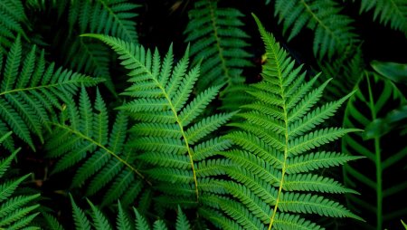 Фрактал папоротник Барнсли