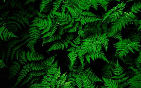 Папоротник фон