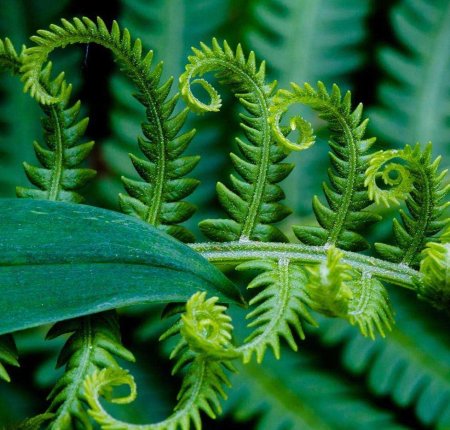 Гигрофит папоротник