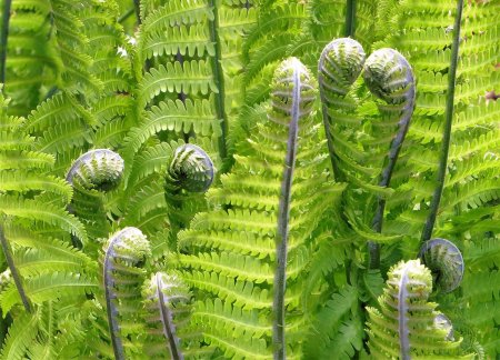 Щитовник австрийский