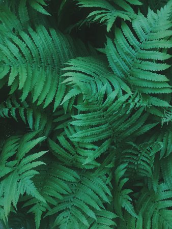 Саманта папоротник