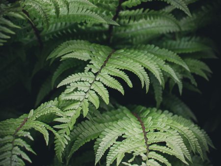 Атриум папоротник