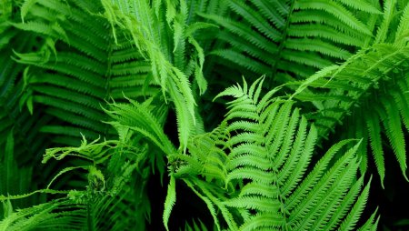 Марратия папоротник