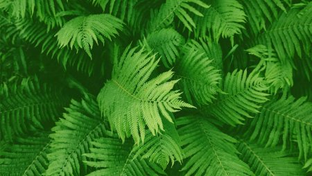 Микрограмма папоротник