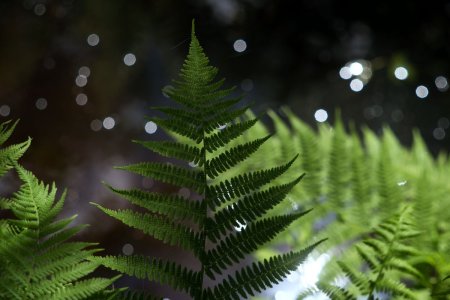 Папоротник Санрайз