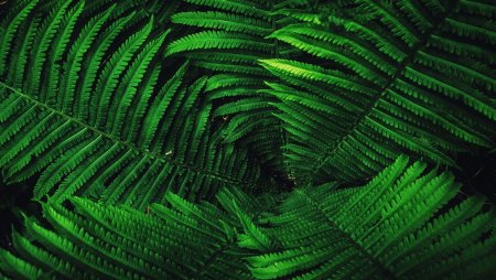 Лист папоротника