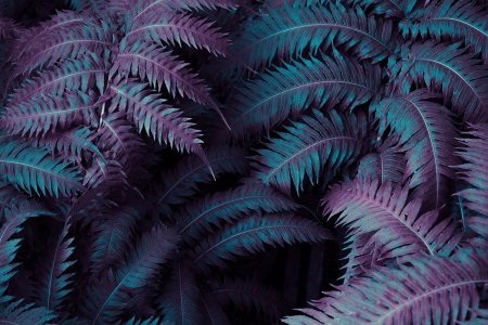 Вапорвейв Эстетика папоротник