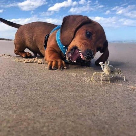 Такса прикол