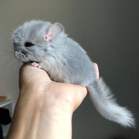Шиншилла Мадагаскарская