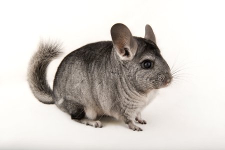 Шиншилла Chinchilla lanigera