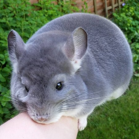 Шиншилла Шуша