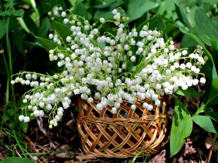 Ландыши и подснежники