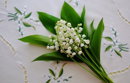 Ландыши Голландия