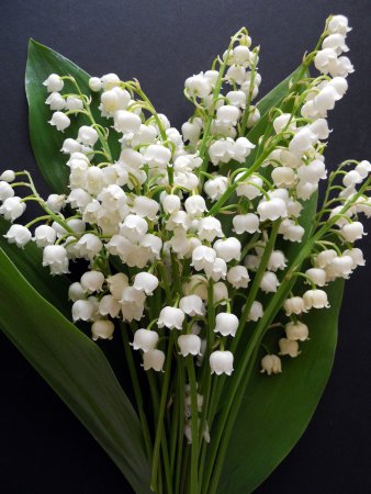 Ландыш махровый