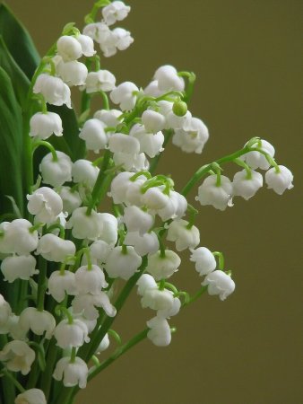 Ландыш Майский