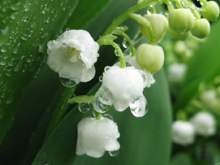 Ландыш Крымский