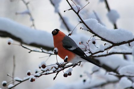Зимующие птицы Снегирь зимой