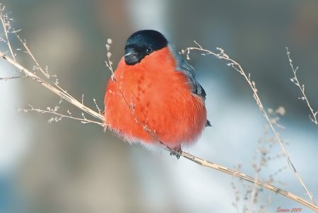 Bullfinch Снегирь