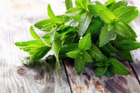 Мята перечная - Mentha piperita l.