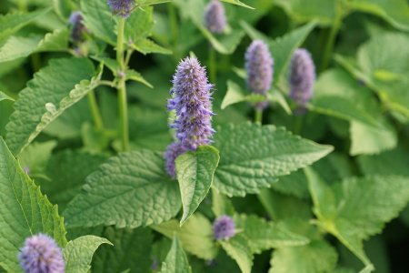 Мята перечная - Mentha piperita l.