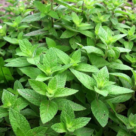 Мята Полевая (Mentha arvensis)