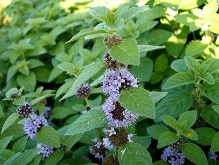 Мята Полевая (Mentha arvensis)