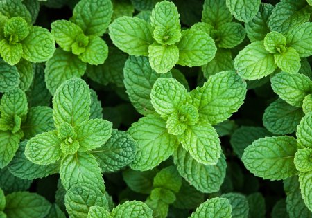 Мята перечная - Mentha piperita l.