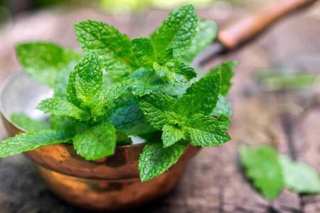 Мята перечная - Mentha piperita l.