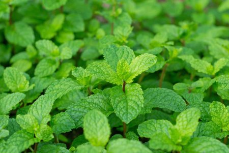 Мята Земляничная ( Mentha species Erdbeerminze)