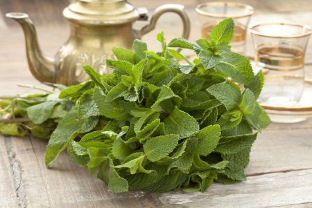 Мята перечная - Mentha piperita l.