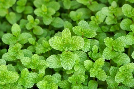 Мята перечная - Mentha piperita l.