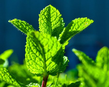 Мята перечная (Mentha piperita)