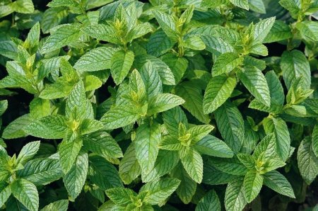 Мята перечная (Mentha piperita)