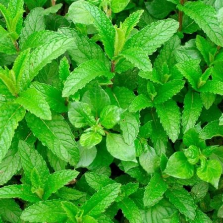 Мята Колосовая (Mentha spicata)
