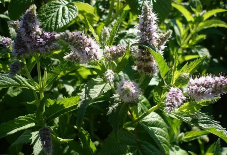 Мята колосковая(Mentha spicata l.)