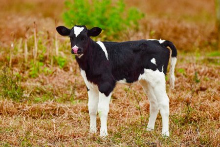 Теленок 3 месяца