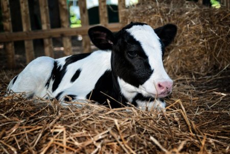 Телята бычки